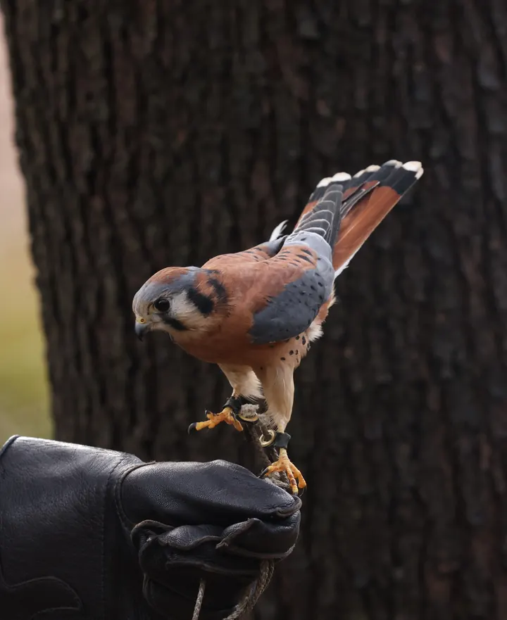 Avian