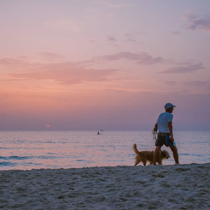 Dog walking