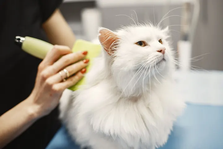 Grooming