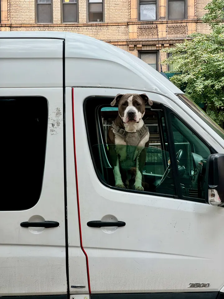 Pet transportation