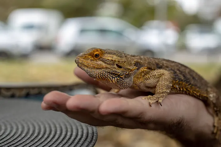 Reptile and exotic